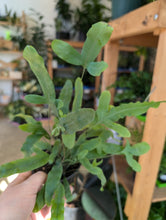 Load image into Gallery viewer, 4" Fern (asst.)