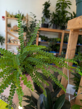 Load image into Gallery viewer, 4" Fern (asst.)