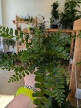 Load image into Gallery viewer, 4" Fern (asst.)