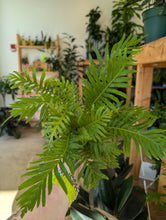 Load image into Gallery viewer, 4" Fern (asst.)