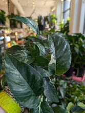 Load image into Gallery viewer, 4" Epipremnum Pinnatum Albo