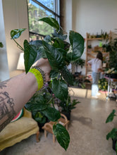 Load image into Gallery viewer, 4" Epipremnum Pinnatum Albo