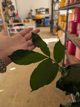 Load image into Gallery viewer, 10" Natal Mahogany
