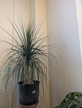 Load image into Gallery viewer, 14" Ponytail Palm