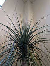 Load image into Gallery viewer, 14" Ponytail Palm
