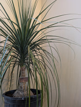 Load image into Gallery viewer, 14" Ponytail Palm