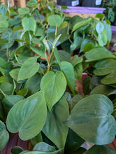 Load image into Gallery viewer, 4" Philodendron cordatum
