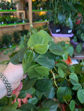Load image into Gallery viewer, 4" Philodendron cordatum