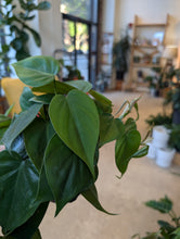 Load image into Gallery viewer, 4" Philodendron cordatum