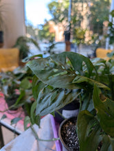 Load image into Gallery viewer, 4" Monstera adansonii