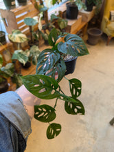 Load image into Gallery viewer, 4" Monstera adansonii