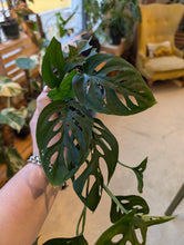 Load image into Gallery viewer, 4" Monstera adansonii
