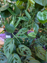 Load image into Gallery viewer, 4" Monstera adansonii