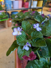 Load image into Gallery viewer, 4" African Violet