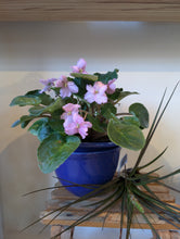 Load image into Gallery viewer, 4" African Violet