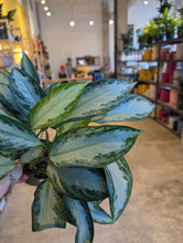 Load image into Gallery viewer, 6" Aglaonema