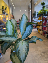 Load image into Gallery viewer, 6" Aglaonema