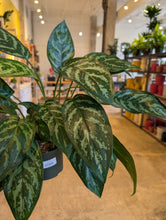 Load image into Gallery viewer, 6" Aglaonema