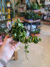 Load image into Gallery viewer, 4" Hoya carnosa compacta