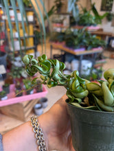 Load image into Gallery viewer, 4" Hoya carnosa compacta