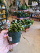 Load image into Gallery viewer, 4" Hoya carnosa compacta