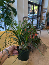 Load image into Gallery viewer, 6" Ponytail Palm