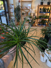 Load image into Gallery viewer, 6" Ponytail Palm