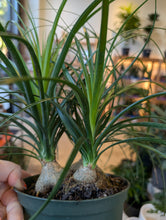 Load image into Gallery viewer, 6" Ponytail Palm