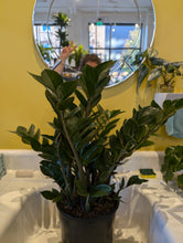 Load image into Gallery viewer, 8" ZZ Plant