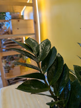 Load image into Gallery viewer, 8" ZZ Plant
