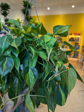 Load image into Gallery viewer, 8" Philodendron Brasil HB