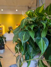 Load image into Gallery viewer, 8" Philodendron Brasil HB