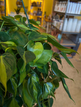 Load image into Gallery viewer, 8" Philodendron Brasil HB