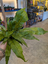 Load image into Gallery viewer, 4" Crocodile Fern