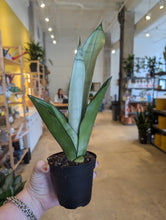 Load image into Gallery viewer, 4" Sansevieria Moonshine
