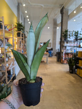 Load image into Gallery viewer, 4" Sansevieria Moonshine