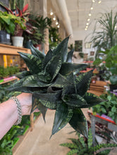 Load image into Gallery viewer, 6" Whitney Snake Plant