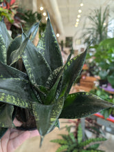 Load image into Gallery viewer, 6" Whitney Snake Plant