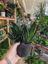 Load image into Gallery viewer, 6" Whitney Snake Plant