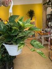 Load image into Gallery viewer, 8" Marble Queen HB