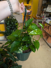 Load image into Gallery viewer, 8" Golden Pothos HB