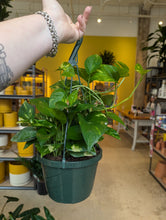 Load image into Gallery viewer, 8" Golden Pothos HB