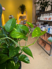 Load image into Gallery viewer, 8" Golden Pothos HB