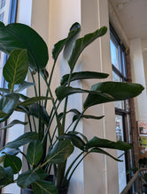 Load image into Gallery viewer, 10" Bird of Paradise