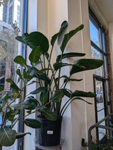 Load image into Gallery viewer, 10" Bird of Paradise
