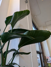 Load image into Gallery viewer, 10" Bird of Paradise