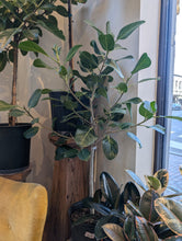 Load image into Gallery viewer, 10" Ficus Audrey Column