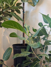 Load image into Gallery viewer, 10" Ficus Audrey Column