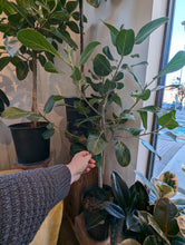Load image into Gallery viewer, 10" Ficus Audrey Column