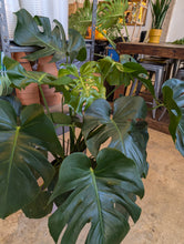 Load image into Gallery viewer, 10" Monstera Deliciosa